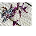 thumbnail image 3 of paperhome Wandering Jew - Tradescantia Zebrina - Inch P.Lant 9 Pcs C.uttings Silver Purple Burgundy, 3 of 5