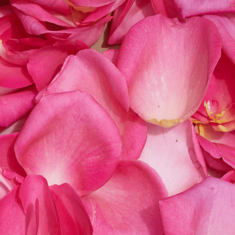5,000 Rose Petals - Pink