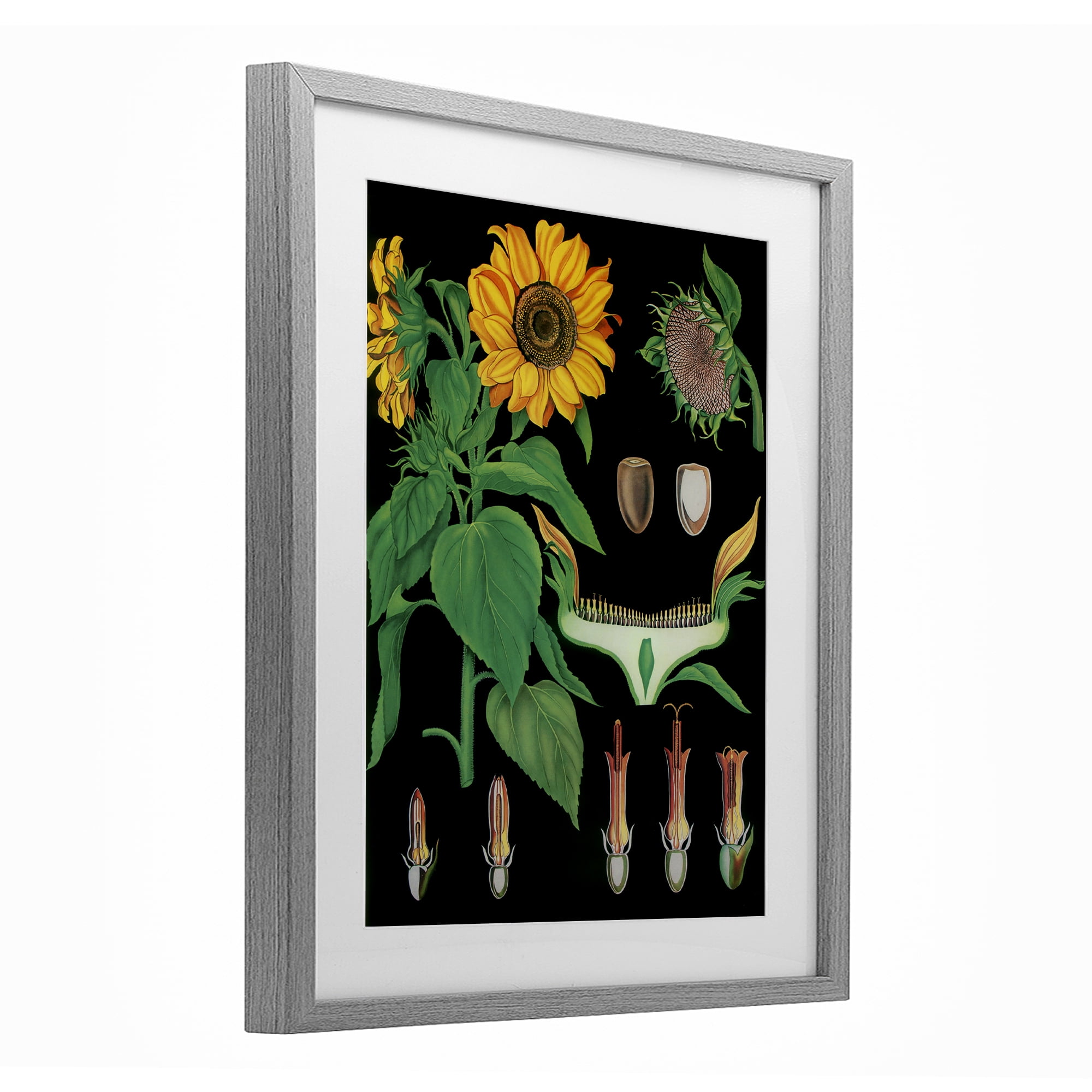 Stupell Industries Sunflower Bulb Illustrations Gray Framed Print Under Glass, design by Vintage Hustle