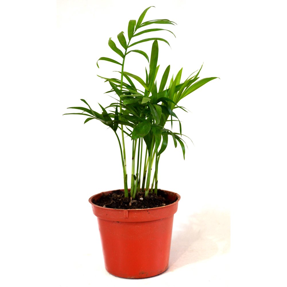9GreenBox Victorian Parlor Palm Chamaedorea 4" Pot