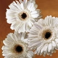 thumbnail image 2 of Janel Pahl 20x20 Gallery Wrapped Canvas Wall Art Titled - Gerber Delight II, 2 of 4