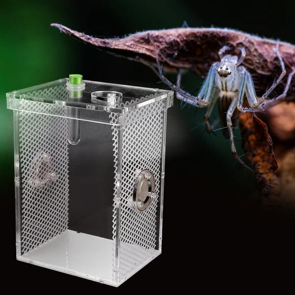 , Wet Reptiles White Reptiles Terrarium, Scorpion Centipede For Turtles Snakes
