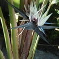 thumbnail image 6 of 2 White Bird of Paradise Plant Live, 6 to 11 Inch, Suitable for Outdoor Planting, 6 of 6