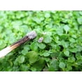 thumbnail image 4 of 20 CORSICAN MINT Mentha Requienii Herb Fragrant Ground Cover Flower Seeds, 4 of 7