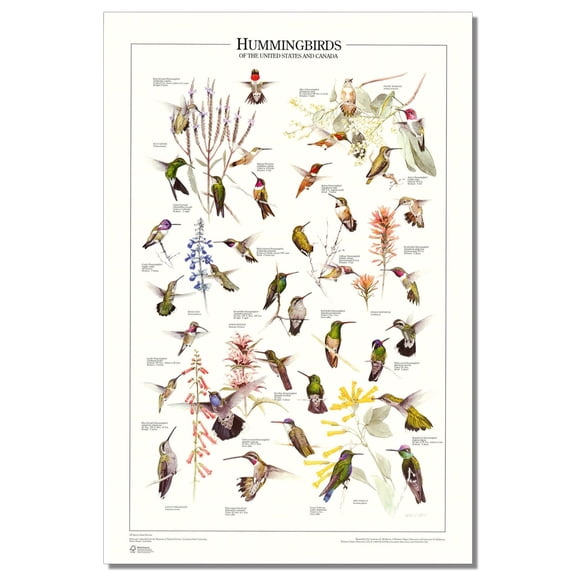 Hummingbirds of North America & Canada Identification Wall Art Print Poster