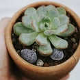 thumbnail image 4 of OUNONA 6Pcs Decorative Landscape Rocks Grey Micro Landscape Decor with Realistic Appearance for Garden Enhancement, 4 of 8
