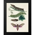 thumbnail image 2 of Unknown 19x24 Black Modern Framed Museum Art Print Titled - Caterpillar and Moth VI, 2 of 5