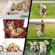 thumbnail image 5 of Alfombrilla para olfatear, perros, césped para olfatear plegable y lavable, rompecabezas para perros, juguetes, alfombrilla para olfatear perros, almohadilla para olfatear mascotas. oso de fresa Juguete, 5 of 5
