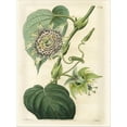 thumbnail image 2 of Art.com Antique Passionflower I Stretched Canvas Print Wall Art by M. Hart, 12" x 16", 2 of 4