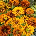 thumbnail image 2 of Rudbeckia Hirta Cherokee Sunset Garden Drought Tolerant Garden Flower Plant Seeds - 200 Seeds, 2 of 3