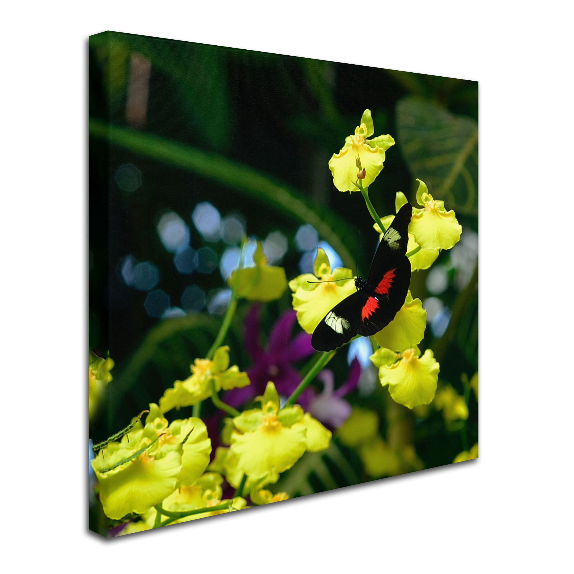 Trademark Fine Art "Doris Longwing Butterfly on Orchid" Canvas Art by Kurt Shaffer