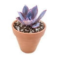 thumbnail image 4 of Echeveria Afterglow (4"+ Plastic Pot) - Tiny, Lovely, Easy to Care Rosette Succulents - Live Succulents for Home Indoor Place, 4 of 6