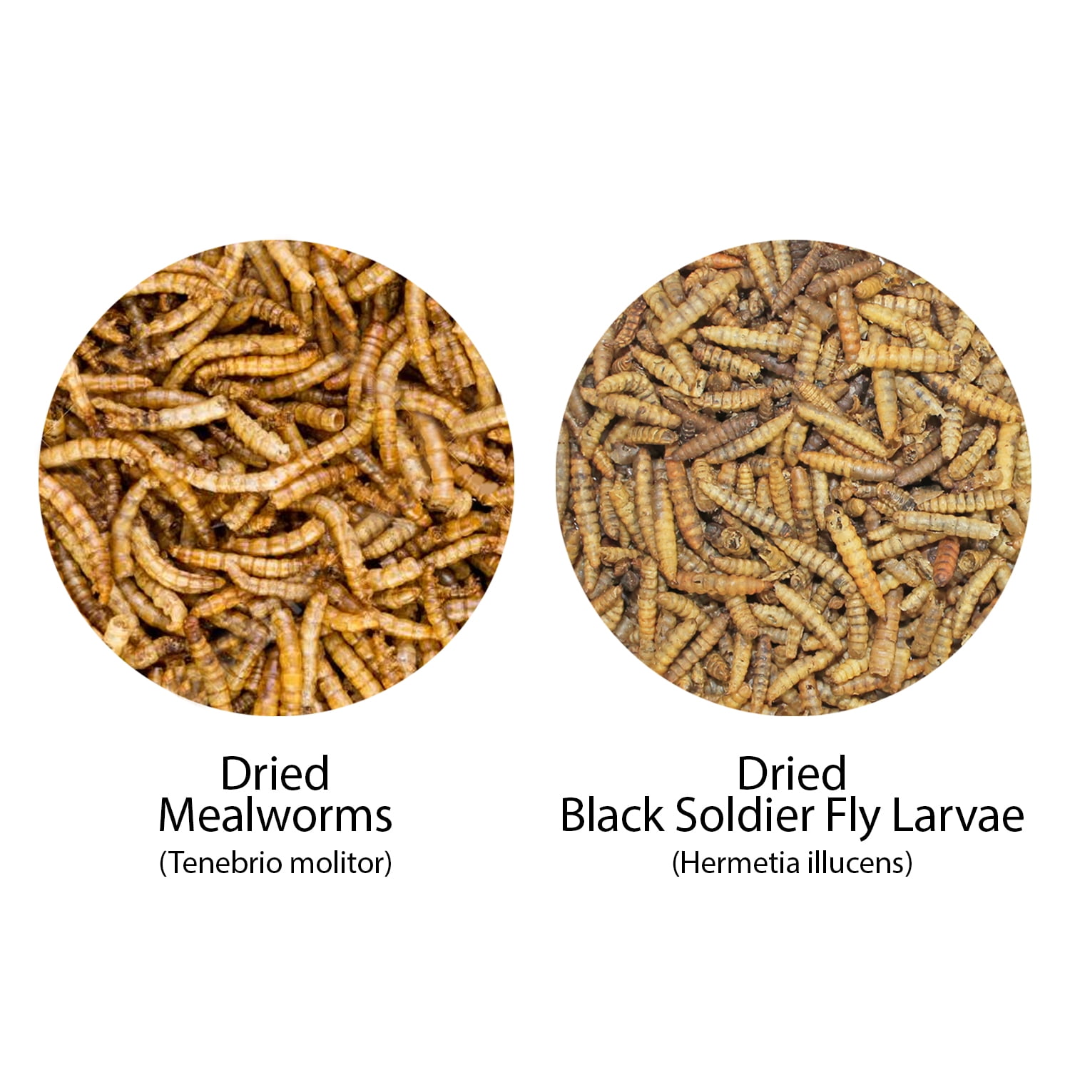 Worm Value Pack  (11 lb. Dried Mealworms + 5 lb. Grub-Worms)