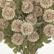 thumbnail image 5 of Flores artificiales Briful 12 unidades de crisantemos Kiku, color beige, 53 cm, 5 of 8