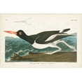 thumbnail image 2 of Audubon, John James 24x17 Black Ornate Wood Framed with Double Matting Museum Art Print Titled - Pl 223 Pied Oyster Catcher, 2 of 4