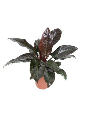Imperial Red Philodendron - From Our Collector's Series - 4
