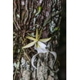 thumbnail image 2 of Richardson, Larry 13x18 White Modern Wood Framed Museum Art Print Titled - Rare ghost orchid only grows in swamps in South Florida, 2 of 4
