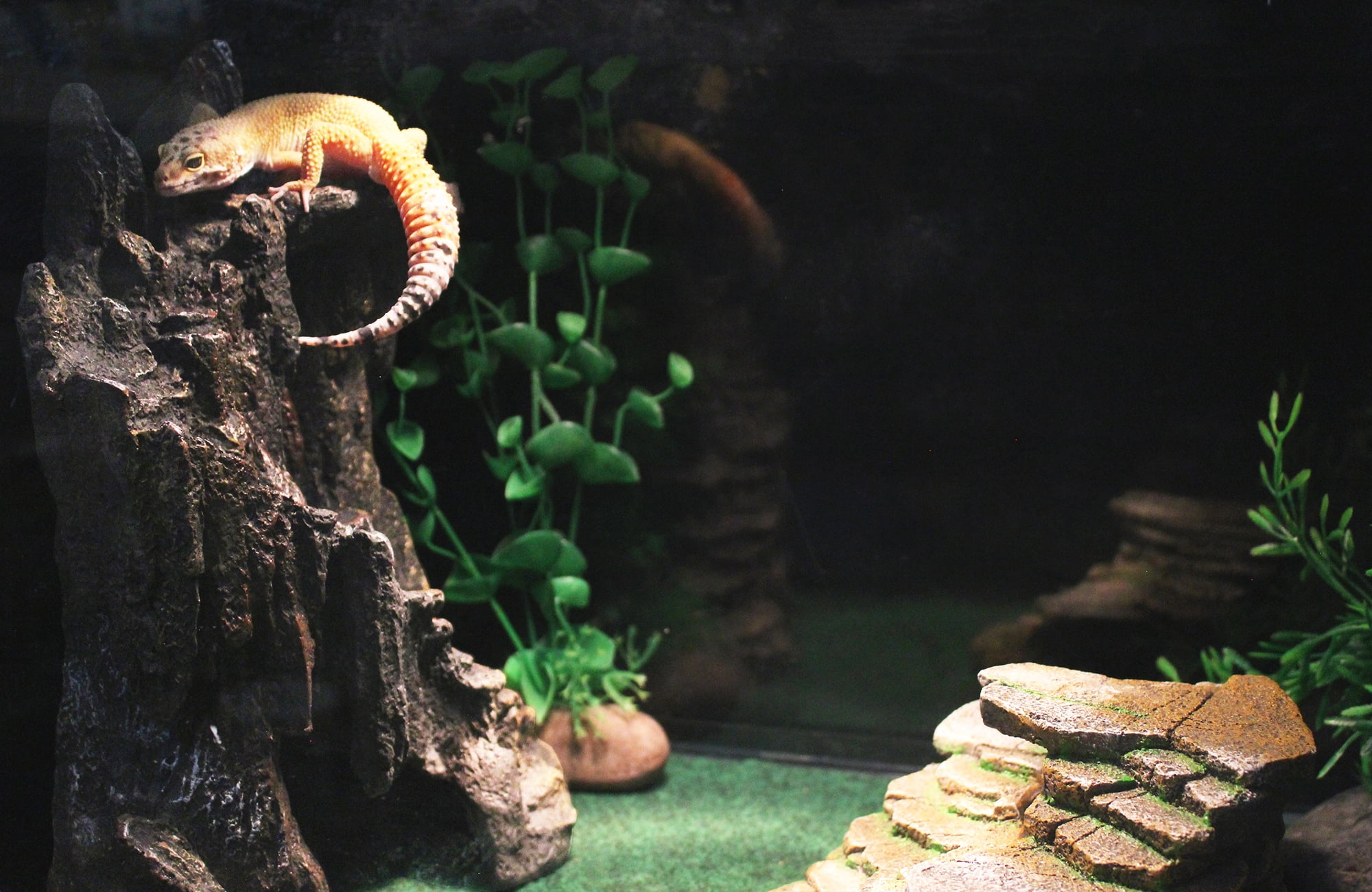 Penn-Plax Reptology Shale Scape Cavernous Cliff – Great for Reptiles, Amphibians, and Fish