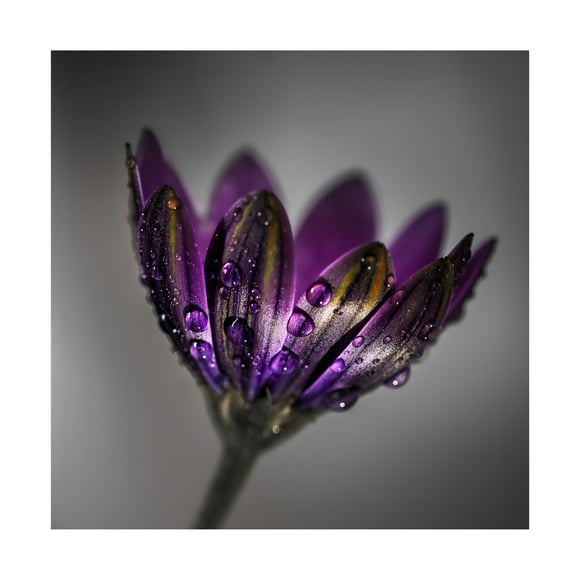 Trademark Fine Art Francis Wilson  Broad-Leaved Anemone Canvas Wall Art