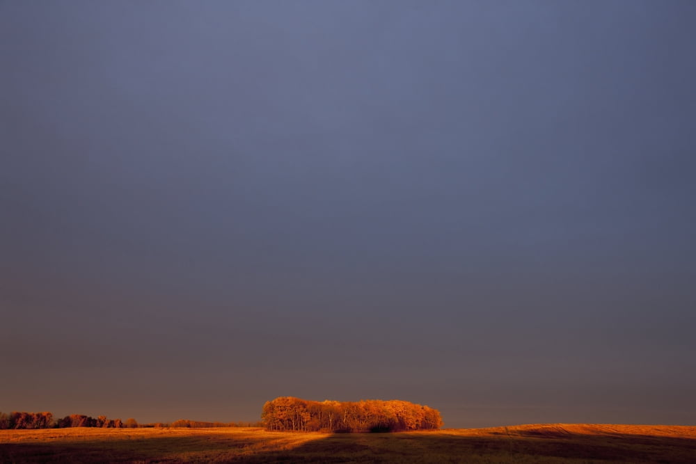 A Section Of Trees