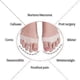 thumbnail image 2 of Ball Of Foot Cushion Metatarsal Foot Pads Mortons Neuroma Pain Relief, 2 of 5