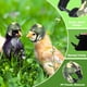 thumbnail image 3 of 2 piezas de casco de pollo, casco de seguridad para mascotas, divertido casco de loro, sombrero de pollo y pájaro, accesorio para la cabeza, 3 of 5