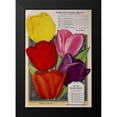 thumbnail image 2 of Vintage Apple Collection 11x14 Black Modern Framed Museum Art Print Titled - Childs Tulips, 2 of 5