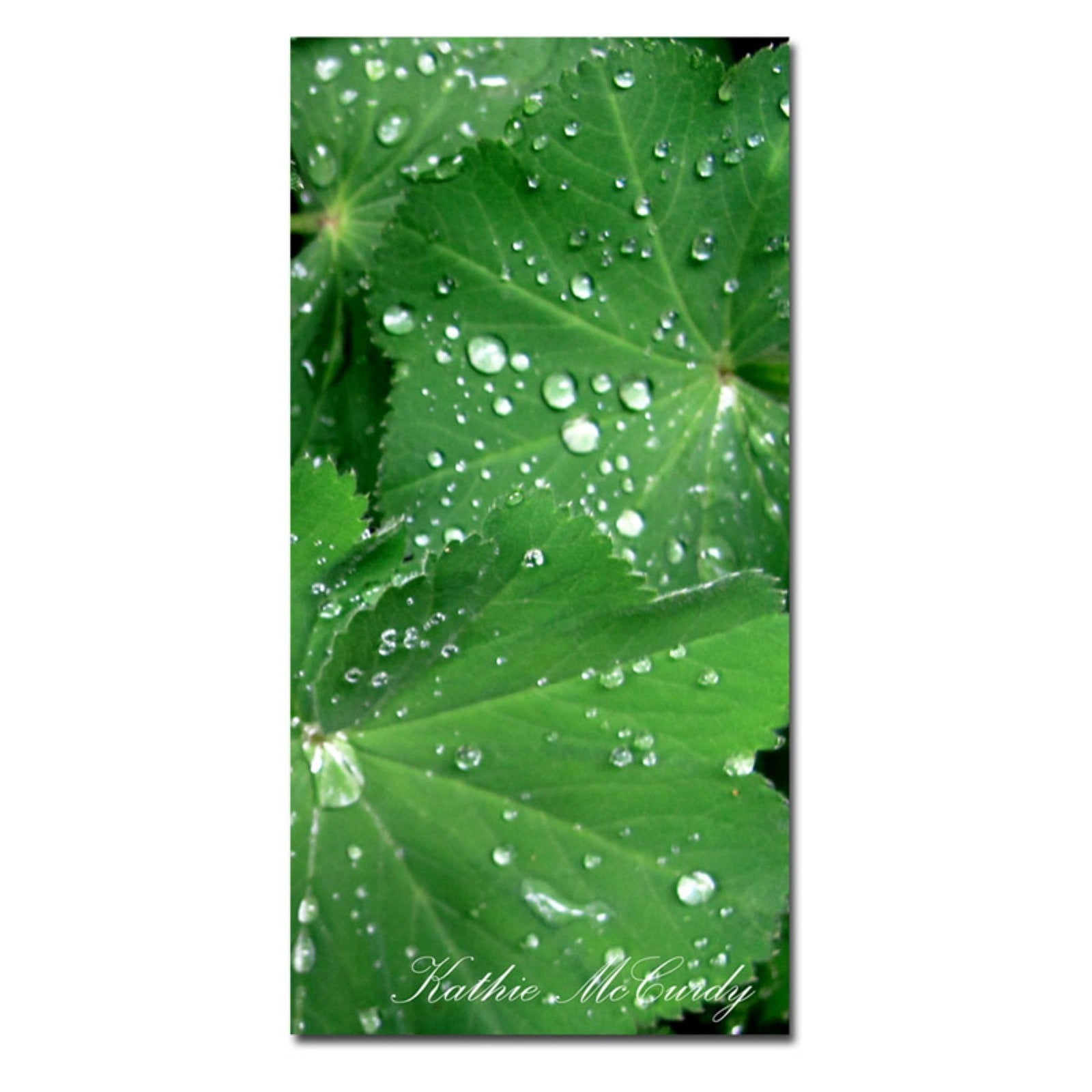 Trademark Art "Water Droplets" Canvas Art by Kathie McCurdy, 30x47