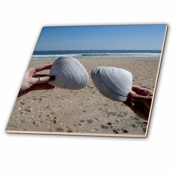 3dRose, Large seashells found on the beautiful Belmar Beach in New Jersey, 6 Inch Glass Tile