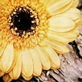 thumbnail image 2 of Aldridge, Ashley 15x15 White Modern Wood Framed Museum Art Print Titled - Yellow Gerbera Daisy, 2 of 4
