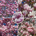 thumbnail image 3 of Saucer Magnolia Live Plant, Dormant, 3 to 5 Inches Tall, Pink Flowering Tree in 2.5 Inches Pot for Planting, 3 of 6