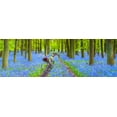 thumbnail image 2 of Frank, Assaf 32x13 White Modern Wood Framed Museum Art Print Titled - Bicycle in spring forest, 2 of 4
