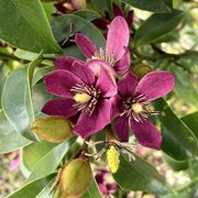 National Plant Network 3 gal. Magnolia Stellar Ruby