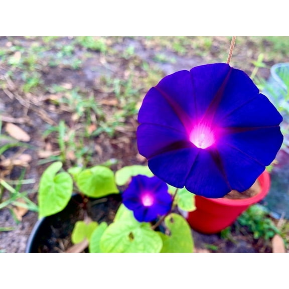 Home Shops USA 150 Purple Morning Glory Seeds, Climbing Vine