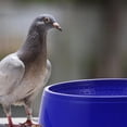 thumbnail image 2 of Cuencos nido de pájaros de plástico, 6 uds., nidos de pájaros, cuencos nido de Paloma, cuencas para incubar, 2 of 5