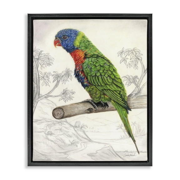 Stupell Industries Lorikeet Sketched Nature Animals & Insects Painting Black Floater Framed Canvas Art Print Wall Art, 17 x 21