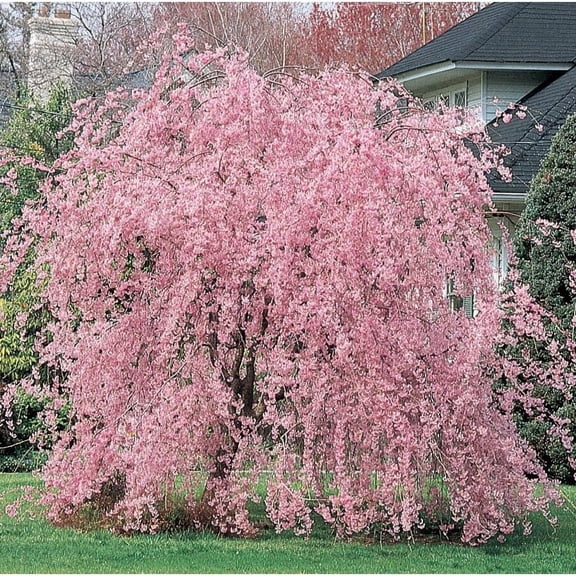 Green River 5 Weeping Pink Cherry Tree Seeds – Early Spring Blossom Ornamental Tree – Fragrant Cherry Garden Accent