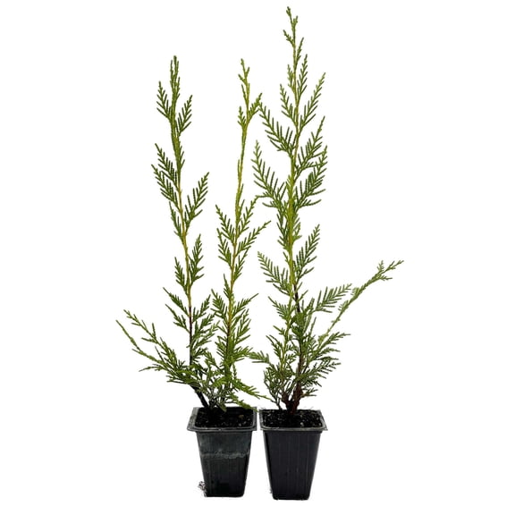 2 Leyland Cypress – Fast-Growing Tall Evergreen Conifer Tree with Dense, Feathery Foliage for Privacy Screens & Hedges (Cupressocyparis leylandii) in 3.5″ Cubes, Live Plants
