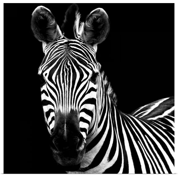 Great BIG Canvas | Rolled Debra Van Swearingen Poster Print entitled Zebra II Square