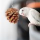 thumbnail image 4 of 10 Uds. Juguetes para masticar loros, juguetes colgantes para buscar comida, cono de pino rasgado para loros, 4 of 8