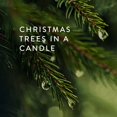 thumbnail image 4 of Thymes Frasier Fir Pine Needle Candle - 5 Oz, 4 of 10