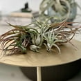 thumbnail image 2 of ragnaroc Air Plants - Tillandsia Variety Pack, Jumbo 5-9" - 2ct - Live Arrival Guaranteed - House Plants for Home Decor & Gift, 2 of 6