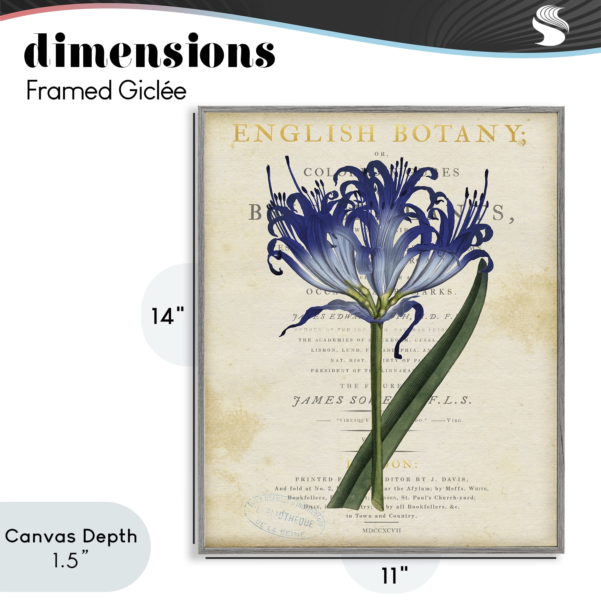 Stupell Industries English Botany Blue Floral Gray Framed Giclee Art, design by Susan Arnot
