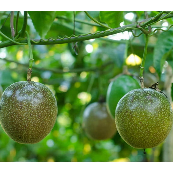 Live Purple Passion Fruit Vine Passiflora Edulis Passionvine Plant 4-6 Inch Tall
