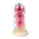 thumbnail image 1 of Flor de luz LED Botella decorativa Lámpara seca Preservada Mujeres Decoración de regalo Funciona con pilas Decoración romántica de la boda en el hogar Rosa roja Rosa roja Speravity HA009077-01B, 1 of 6