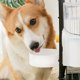 thumbnail image 5 of Billuyoard Juego de comederos de agua Hidratación continua para mascotas Amadas Comida para mascotas Dispensador de agua Comedero de agua Suministros para gatos Alimentador blanco, 5 of 6