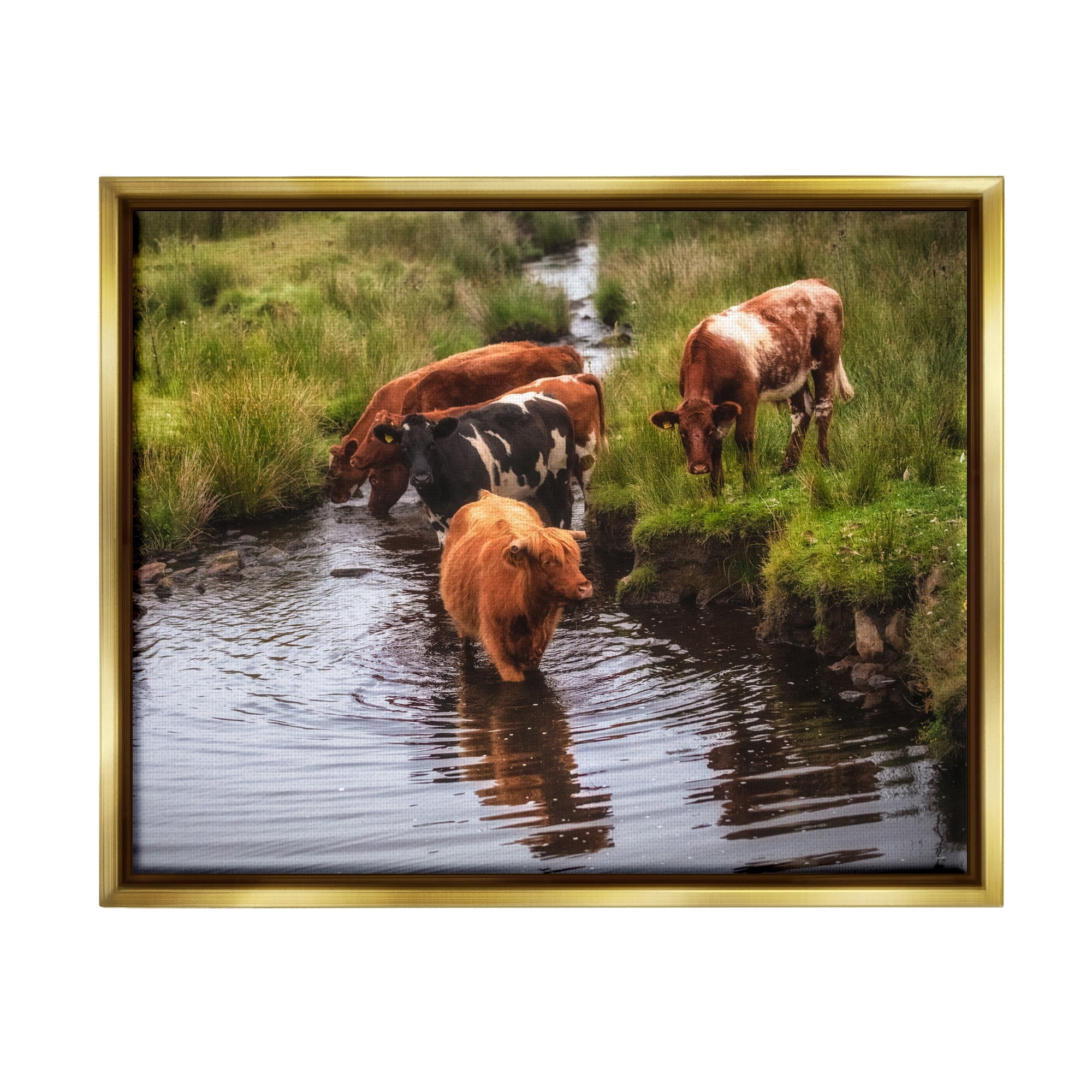 Stupell Industries Rural Cattle Enjoying Stream Water Between Grassland Photograph Metallic Gold Floating Framed Canvas Print Wall Art, Design by James Dobson