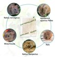 thumbnail image 5 of InsectX Mice Repellent, Natural Peppermint Squirrel Repellent Pouches, Rat Repellent 10 Pack, 5 of 6