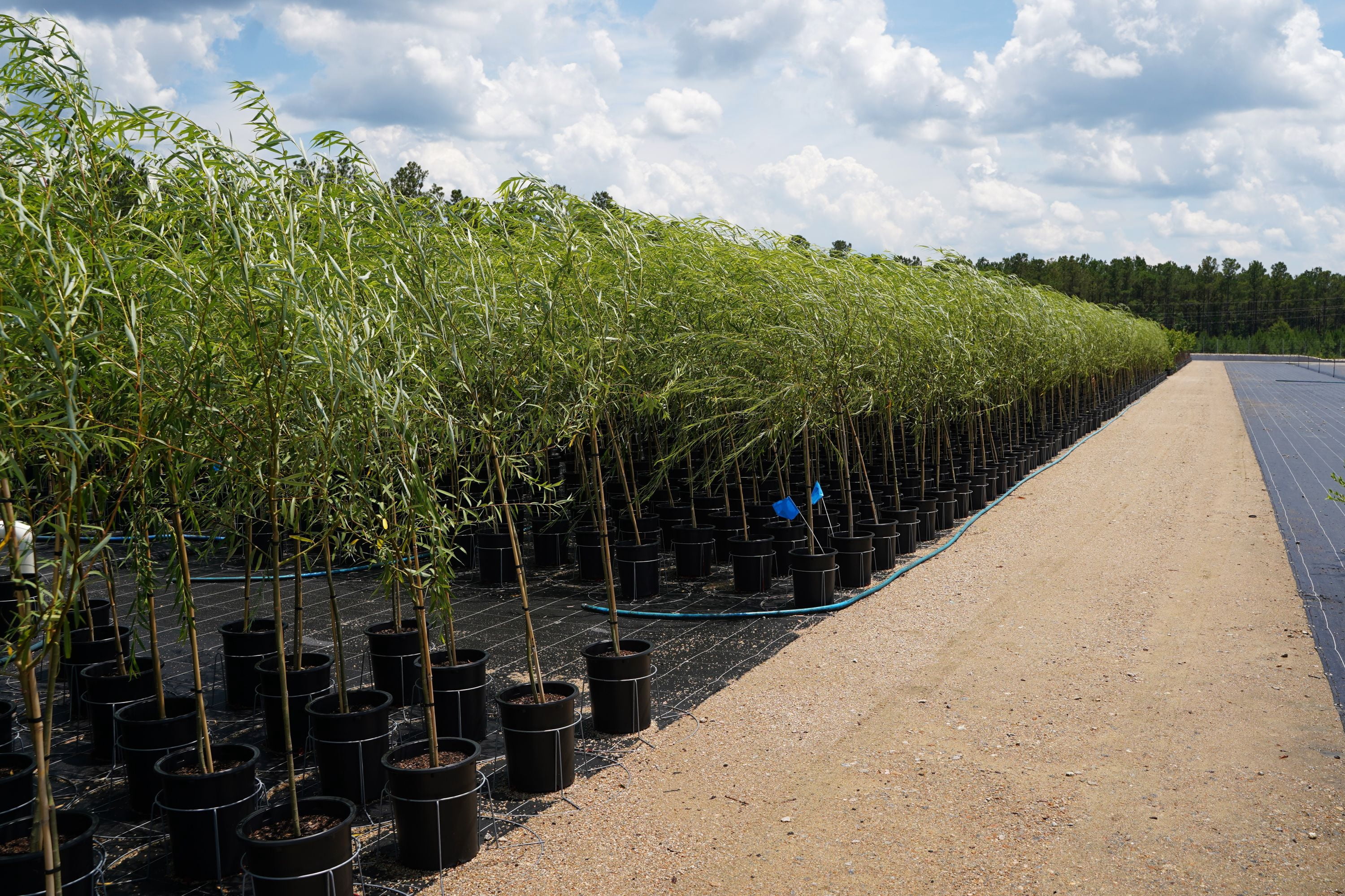 Expert Gardener 3.25 Gallon Weeping Willow Live Tree