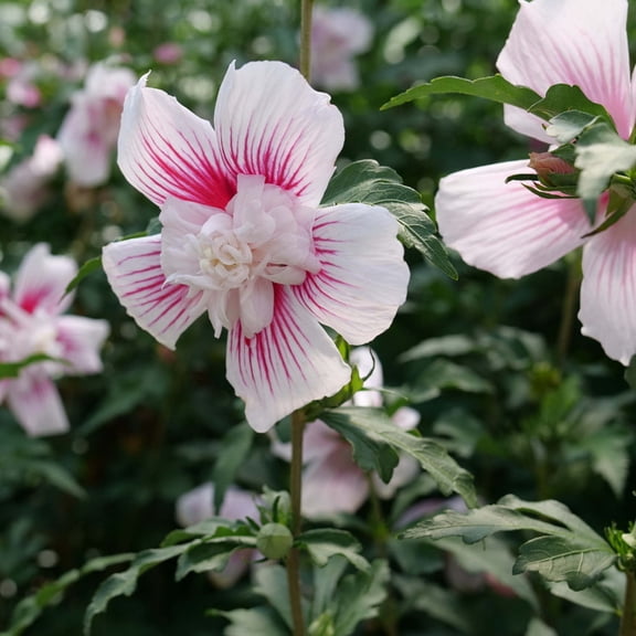 Proven Winners ColorChoice 6" Multicolor Starblast Chiffon Rose of Sharon Live Plant in 7.5" Pot